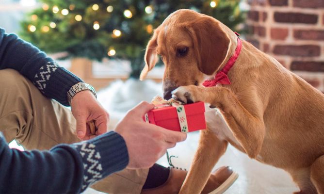 regalos para dueños de perros